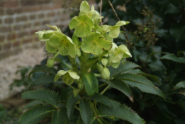 Helleborus argutifolius  bestellen